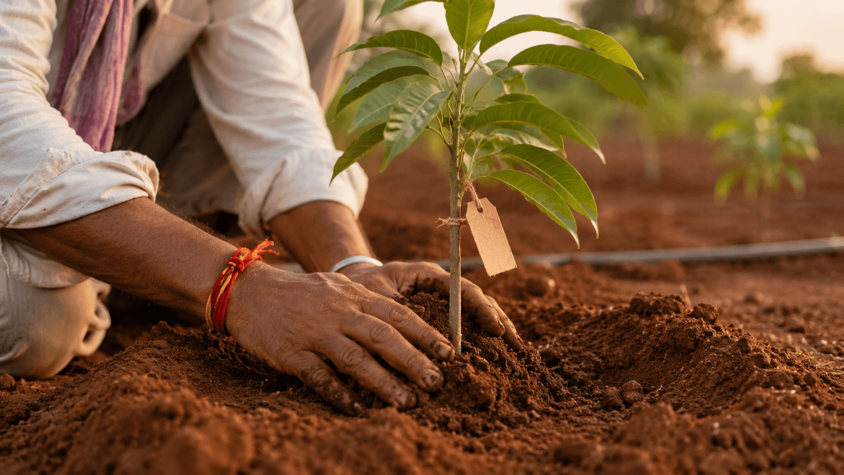 Where your tree donation really goes — a complete breakdown